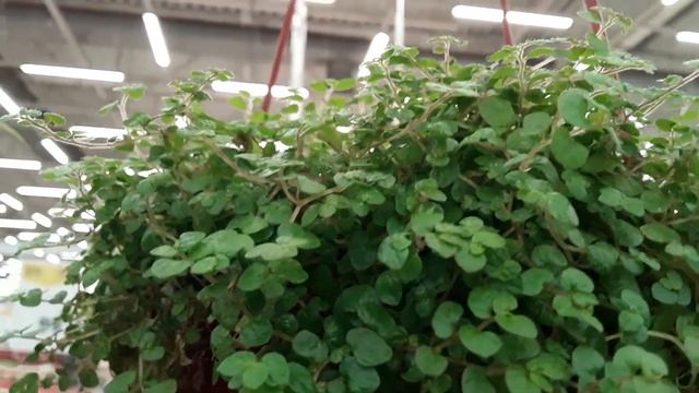 ОРХИДЕИ и другие "зеленушки" Санкт- Петербург 16 августа 2022 смотреть онлайн