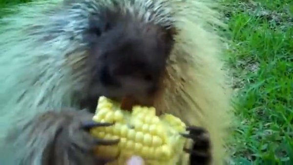 А вы знаете, какие звуки издают дикобразы?