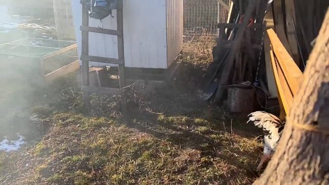 #493 Сегодня на хуторе сиеста / Кормушка для коз своими руками смотреть онлайн