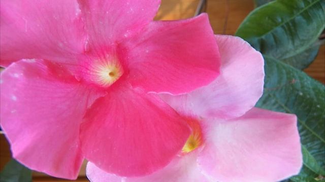 OM NAMO BHAGAVATE смотреть онлайн