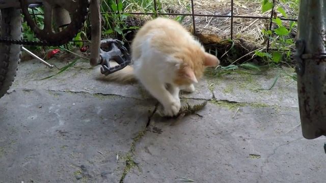 Вкусные рецепты дома