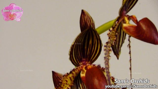 Taiwan International Orchid Show (TIOS) 2022 group champions смотреть онлайн