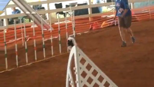 Jett Agility Papillon JWW Miami Obedience Club 9/08 смотреть онлайн