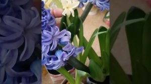 Что делать с гиацинтами, которые Вам подарили на 8 марта, после того, как они отцветут.