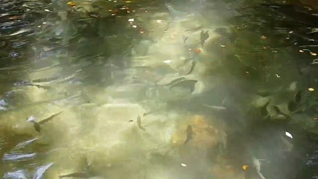 Как греки проводят выходные дни. Афисос. Пелион. Греция. Кафе-бар Альбатрос. Обед в таверне Форель.