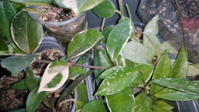 ОБЗОР цветов из посылок по обмену за 2019г.Мои КОМНАТНЫЕ ЦВЕТЫ.