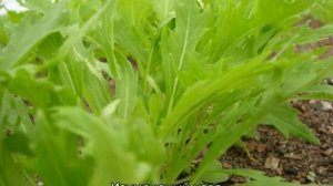 Японская капуста