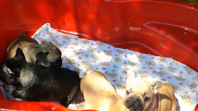 Щенки французского бульдога