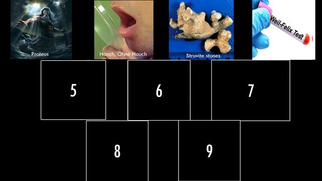 Proteus bacteria I Microbiology I Quick revision I For NEET PG I MBBS I BDS I BSc MLT I DMLT смотреть онлайн