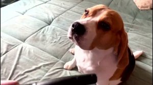 ? Бигль - Тест для тех, кто хочет завести щенка породы бигль!