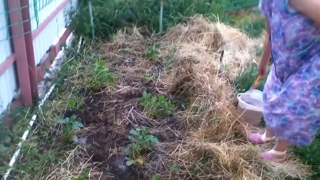 Картофель из семян ч.4 Окучивание. #суфикс смотреть онлайн