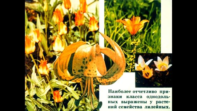 Диафильм Класс однодольные растения /по биологии для 7 класса/ смотреть онлайн