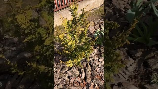 Отжила моя туя Спиралис #garden #садсвоимируками #хвойныйсад смотреть онлайн