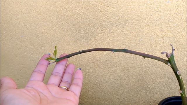 Floração da gasteria e minha ora-pro-nobis com outras suculentas. смотреть онлайн
