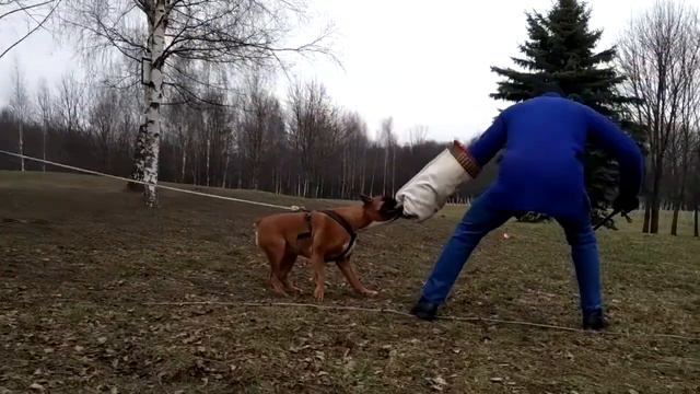 Защитная служба Боксер 3 занятие смотреть онлайн