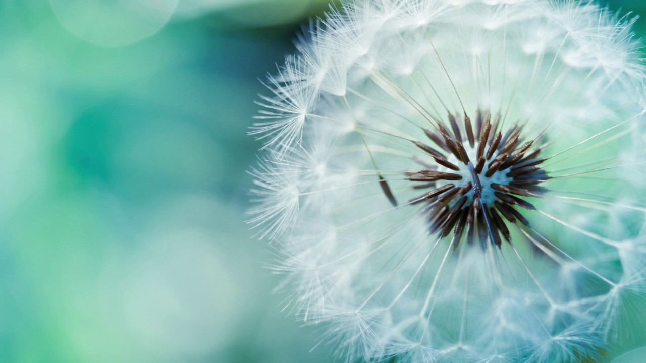 Природная Звукотерапия Звуки Сказочного Леса Для Снятия Стресса И Усталости Звуки Природы смотреть онлайн