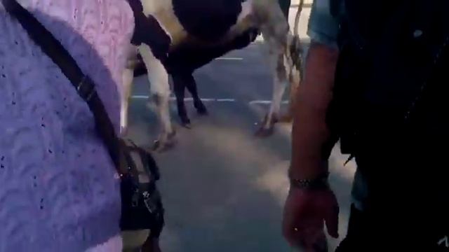 Карова Г. Талдом Московская область. смотреть онлайн