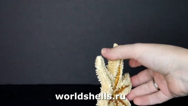 Морская звезда Писастер охрацеус (Pisaster Ochraceus)