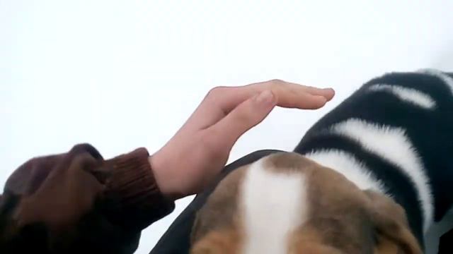 Щенок русской пегой гончей смотреть онлайн