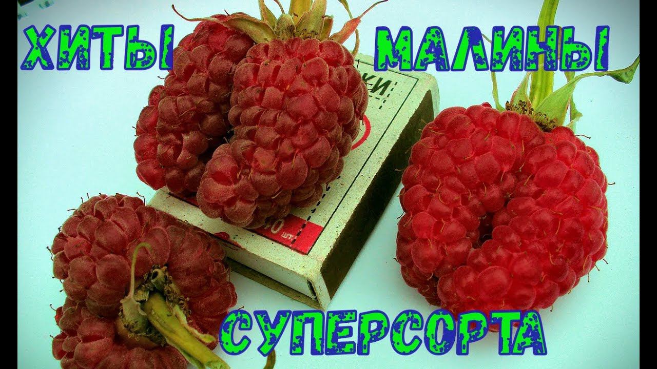 Малина ХИТЫ Суперсорта Лучшая летняя, ремонтантная смотреть онлайн