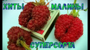 Малина ХИТЫ  Суперсорта  Лучшая летняя, ремонтантная
