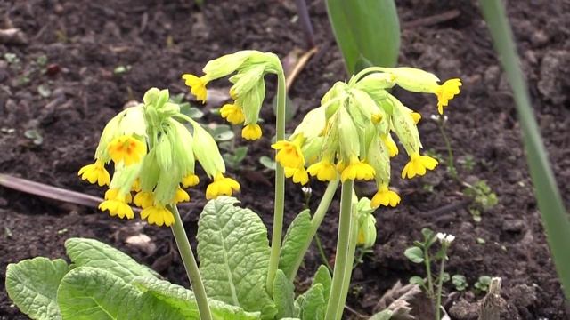 Primula veris - Schlüsselblume / Cowslip смотреть онлайн
