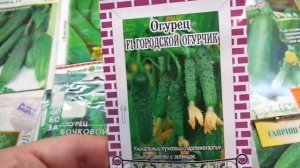 Как вырастить огурцы на окне или балконе? Ольга Чернова.