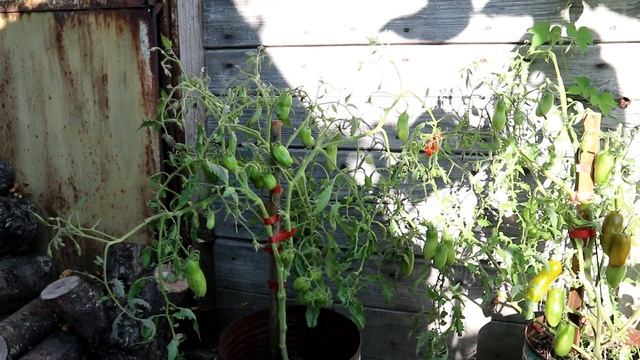 Томат Зелёная сосиска (Green sausage) * Сорта томатов смотреть онлайн