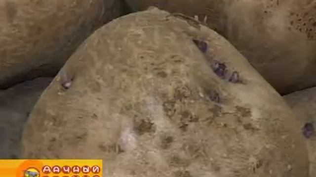 Редкие сорта картофеля (часть 1) смотреть онлайн