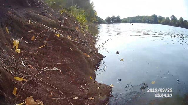 Грибы над водой... смотреть онлайн