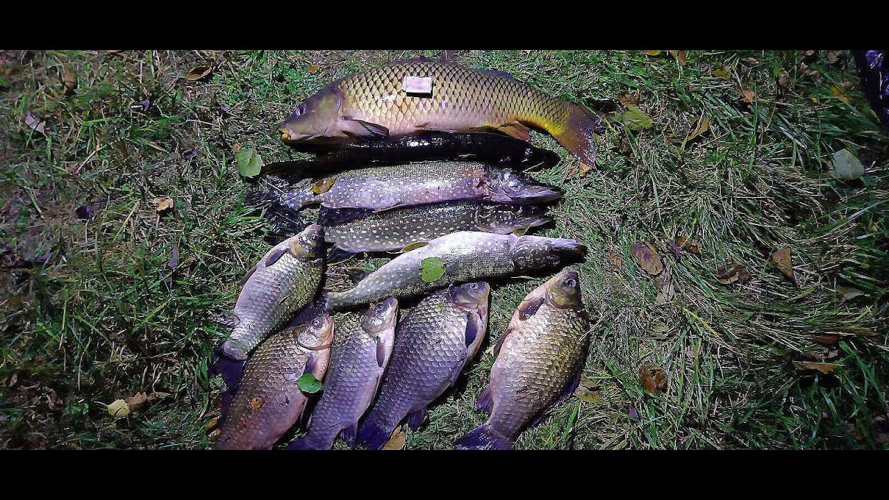 Осенний Сазан и крупные караси в небольшой реке смотреть онлайн
