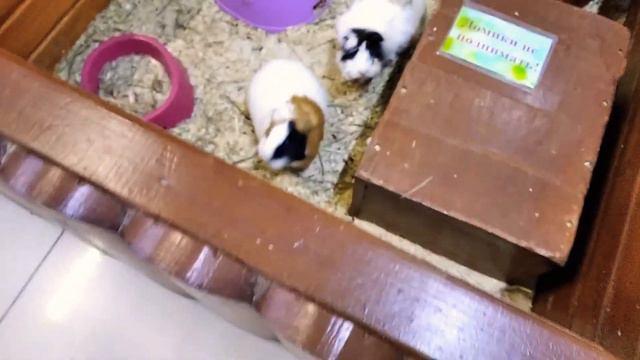 В зоопарке с Басиком смотреть онлайн