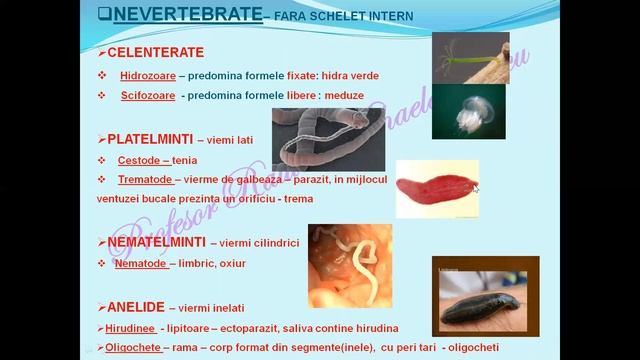 CLASIFICAREA VIETUITOARELOR - Schema Pentru Grile BAC