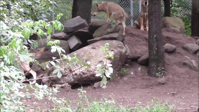 Red Wolf Family Howl смотреть онлайн