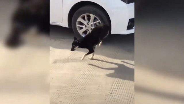 Я РЖАЛ ЦЕЛЫЙ ЧАС  ⁄СМЕШНЫЕ ЖИВОТНЫЕ ⁄ТЕСТ НА ПСИХИКУ ⁄ ПОПРОБУЙ НЕ ЗАСМЕЯТЬСЯ #5