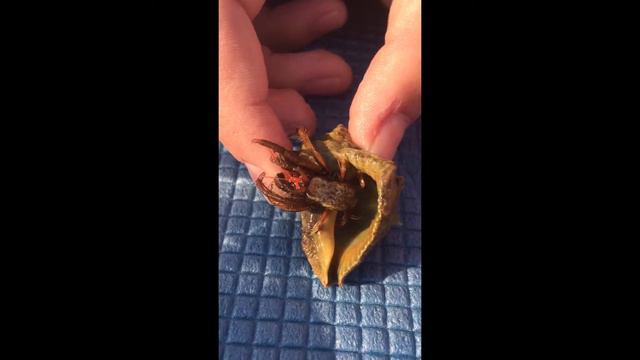 Севас)) рак-отшельник смотреть онлайн