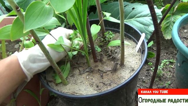 Как правильно срезать лилию для букета? смотреть онлайн