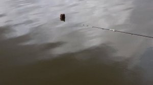 Приманил КАРАСЯ на клёв. Весенняя ловля на озере Межура.