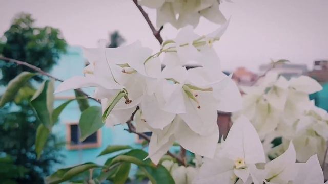 Bougainvillea Miss Alice