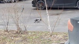 Ворона каркает и прыгает