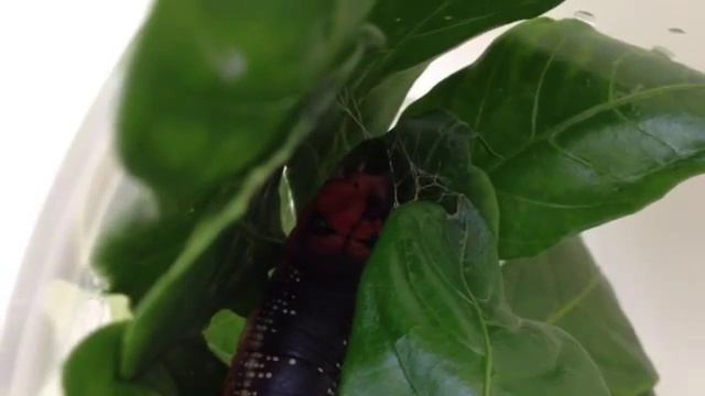 Oleander Hawkmoth Building Cocoon смотреть онлайн