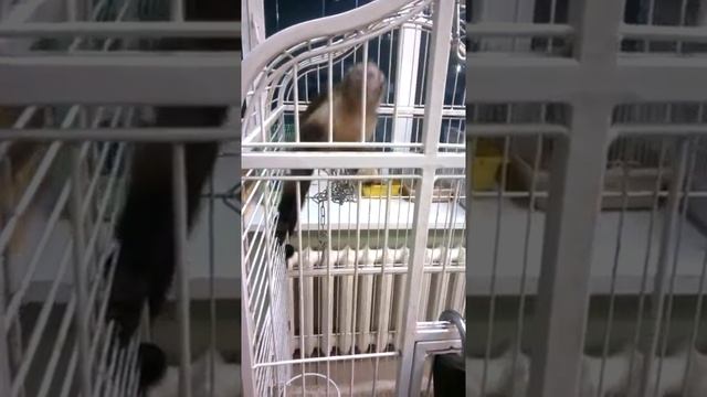 Капуцин смотреть онлайн