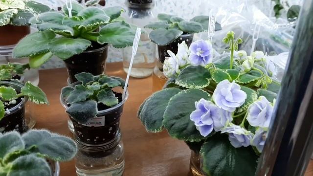 Фиалки после протравок и пересадки! смотреть онлайн