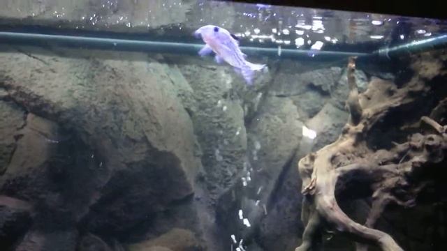Acquario Ciclidi Americani - Heros Severum Red Spot + Cichlasoma Salvini смотреть онлайн