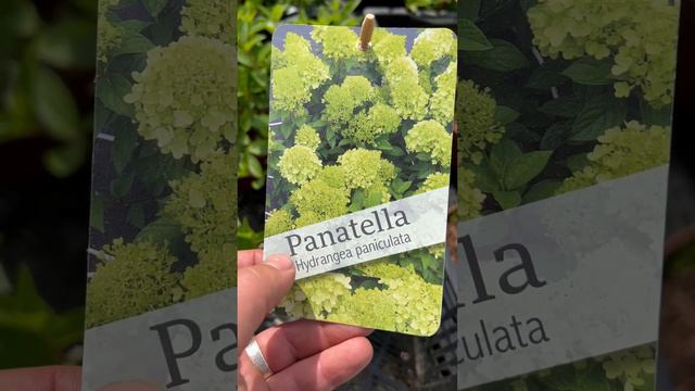 Гортензия из серии PAN- сорт Panatella/Панателла, Эксклюзив 2023, ☎️8-926-645-46-99 Андрей смотреть онлайн