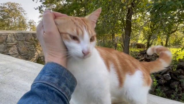 Cats oversee & Java starts to help herd lambs on a day of many flock moves смотреть онлайн