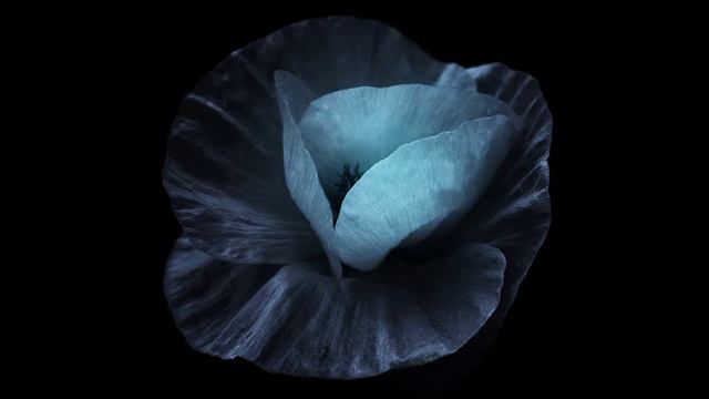 Adrián Berenguer - Flowers смотреть онлайн