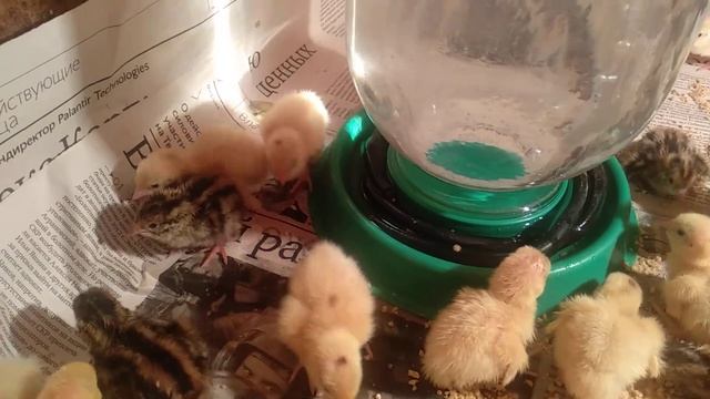 Вывод перепелов и цыплят.