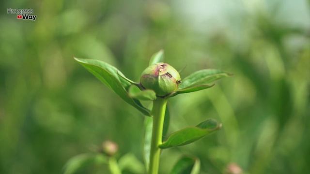 ТЛЯ И МУРАВЬИ БОЯТСЯ ЭТОГО СИЛЬНЕЕ ОГНЯ! ЛУЧШЕЕ СРЕДСТВО ОТ ТЛИ И МУРАВЬЕВ БЕЗ ХИМИИ смотреть онлайн