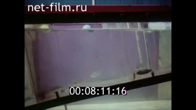 Почему рыбы плывут против течения? ЦентНаучФильм смотреть онлайн